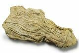 Fossil Crinoid (Aphelecrinus) - Alabama #270060-1